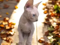Котята канадского сфинкса, фотография 5