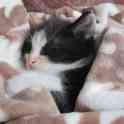 Бесплатно котенок, фотография 3