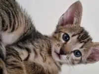 Ориентальные котята, фотография 2