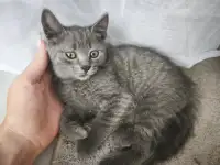 Отдам даром кошечку, фотография 2