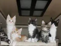 Мейн-кун котята!, фотография 2