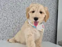 Мальчик мальтипу, фотография 3