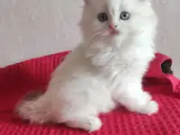 Шотландские котята с голубыми глазами, фотография 4