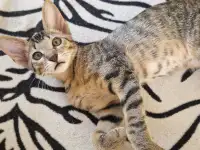 Ориентальный котенок, фотография 5