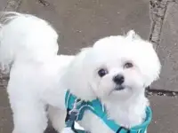 МАЛЬТИПУ, фотография 11