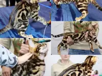 Бенгальские котята, фотография 1