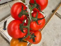 Продаю помидоры тепличные, фотография 3