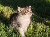 Котята даром, фотография 5