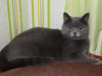 Котята британцы, фотография 5