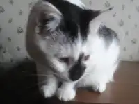КОТЕНОК МАЛЬЧИК 2.5 МЕС., фотография 3