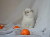 Шотландские котята, фотография 3
