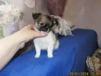 чихуахуа мальчик, фотография 4