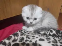 Продам котят шотландской породы, фотография 3