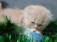 Шотландские котята, фотография 4