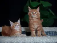 мальчик породы Мейн-кун, фотография 2