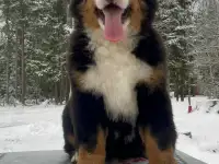 Щенки бернского зенненхунда