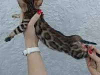 Бенгальские котята, фотография 3