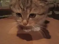 Найден котёнок, фотография 8