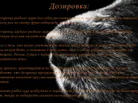 Масло из лосося камчатского SALMON OIL 100мл., фотография 3