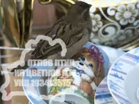 Деорнизация. Борьба с птицами в Беларуси (воробьи, голуби, вороны)., фотография 2