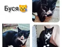 Буся в дар. Срочно