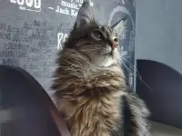 мейн кун мальчишки