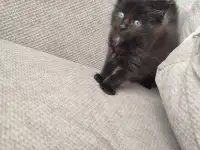 Котята Мейн-кун, фотография 2