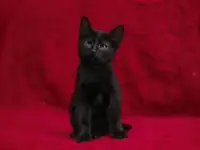 Черный котенок Блэкки в дар добрым сердцам!, фотография 5