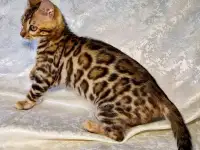 Бенгальские котята, фотография 7