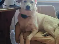 Собака