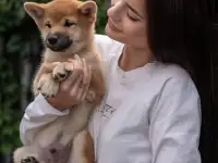 Щенки Сиба Ину, фотография 8