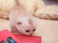 Котята шотландские, фотография 5