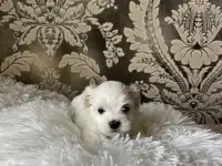 Мальтийская болонка мини, фотография 4