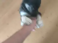 Щенки в дар