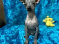 Щенки ксолоитцкуинтли голой мексиканской собаки, фотография 5