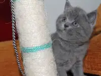 Котята британцы, фотография 2