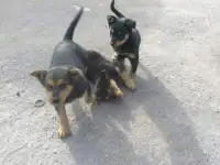 Щенки метисы в хорошие руки Бесплатно, фотография 3
