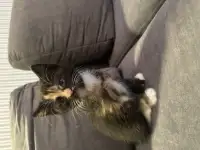 ОТДАДИМ КОТЯТ, фотография 2