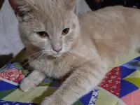 Кот в дар, фотография 4