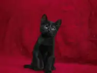 Черный котенок Блэкки в дар добрым сердцам!, фотография 2