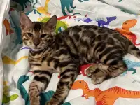 Бенгальский котенок. Мальчик, фотография 6