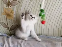 Британские котята, фотография 2