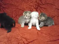 Шотландские котята