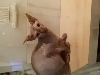 Канадский сфинкс, фотография 1