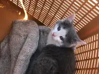 Котята девочки бесплатно, фотография 4