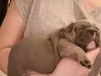 Французкие Бульдожки, фотография 4
