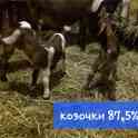 Продам продаются козочки англо, фотография 4