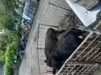 Продам двух телок, фотография 2