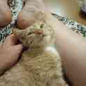 Котёнок в дар, фотография 2