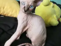 Котята девочки Канадский сфинкс, фотография 3